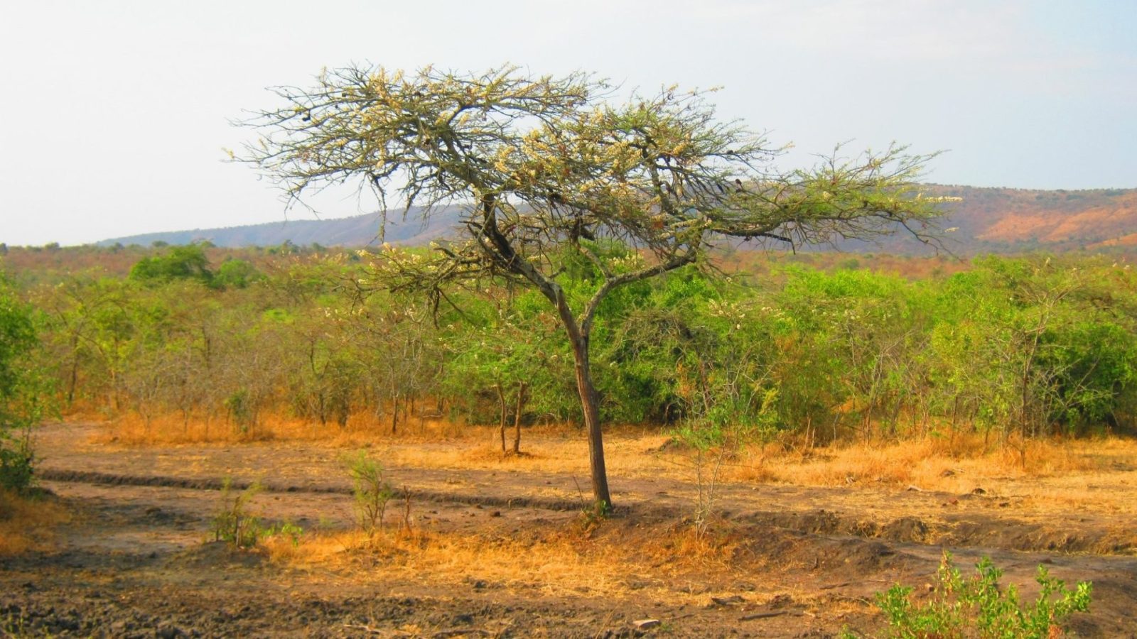 A lone flat-topped acacia standing over open savannah grassland at first light