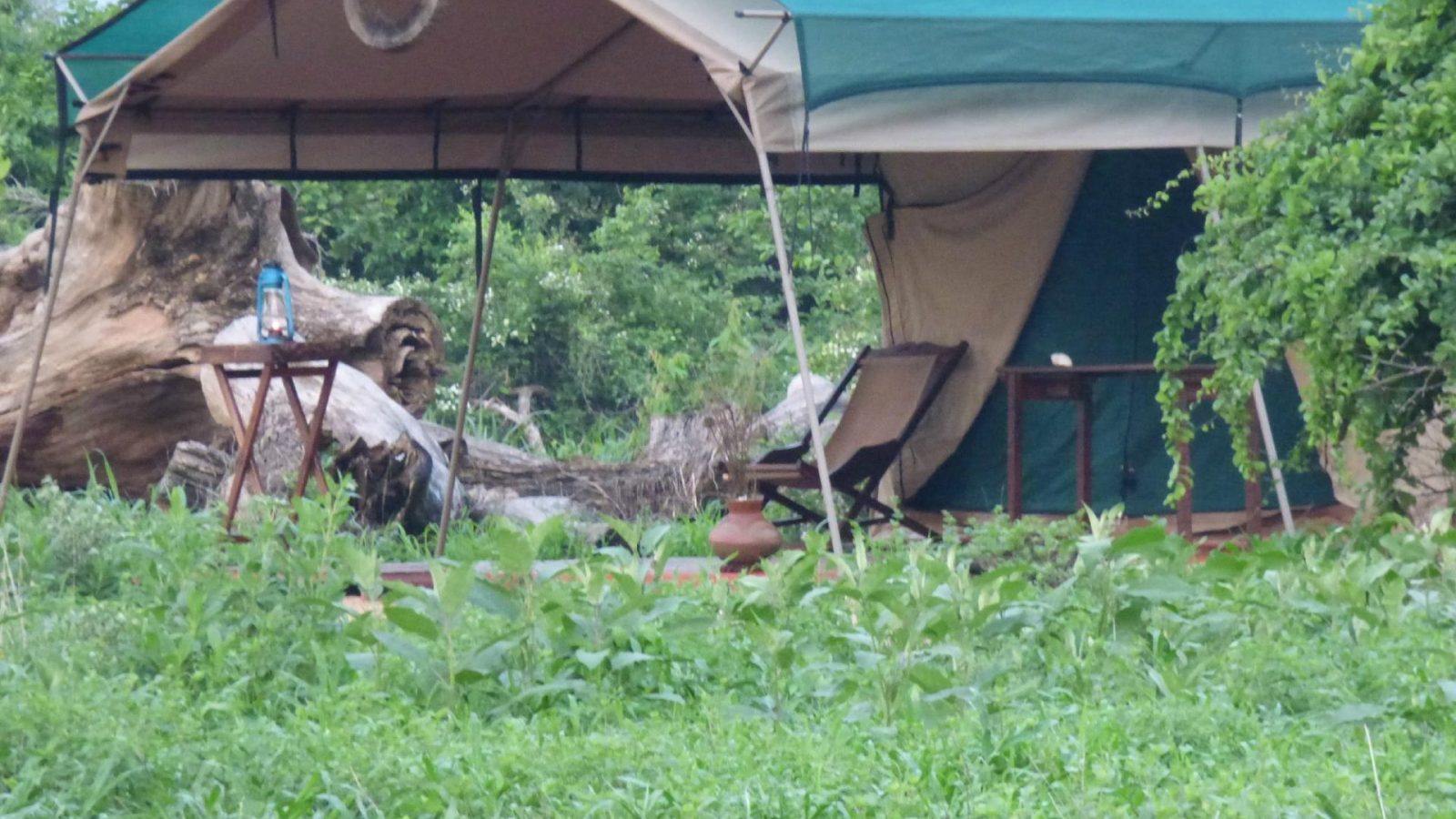 A green canvas safari tent with a lantern and deckchair set out in front