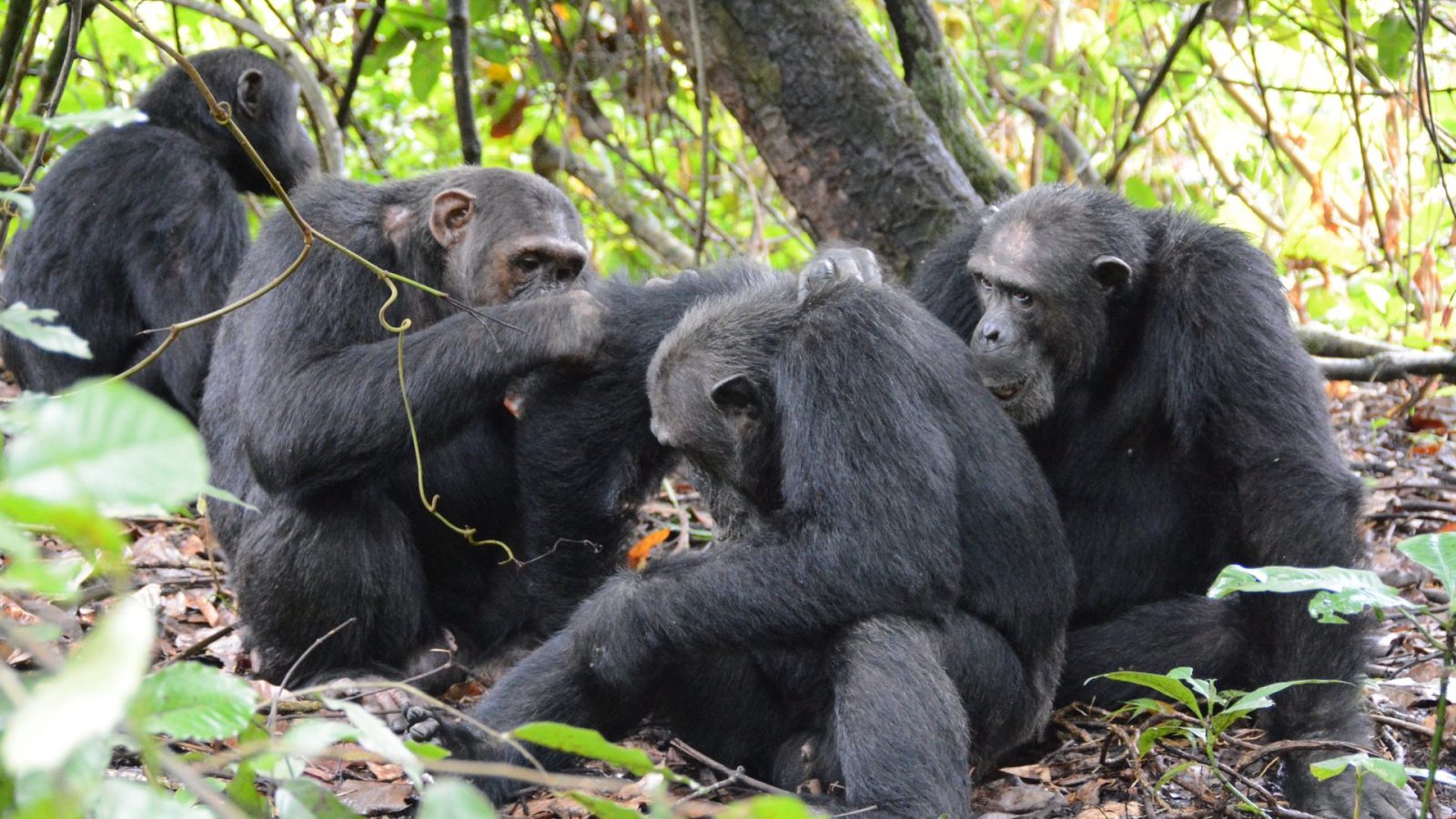 Four chimpanzees grooming one another on a leafy forest floor
