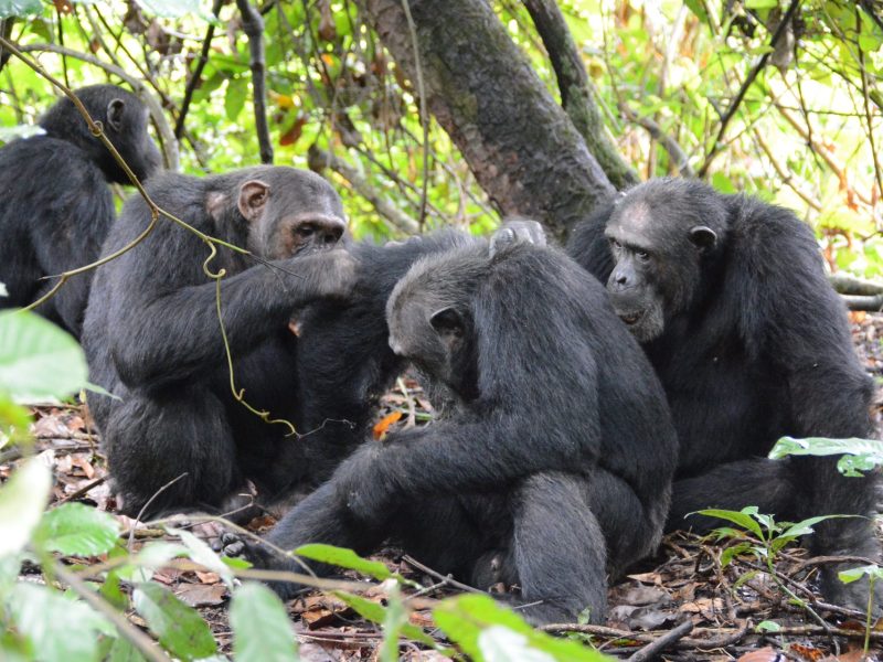 10 Day Burigi And Mahale Chimp Safari