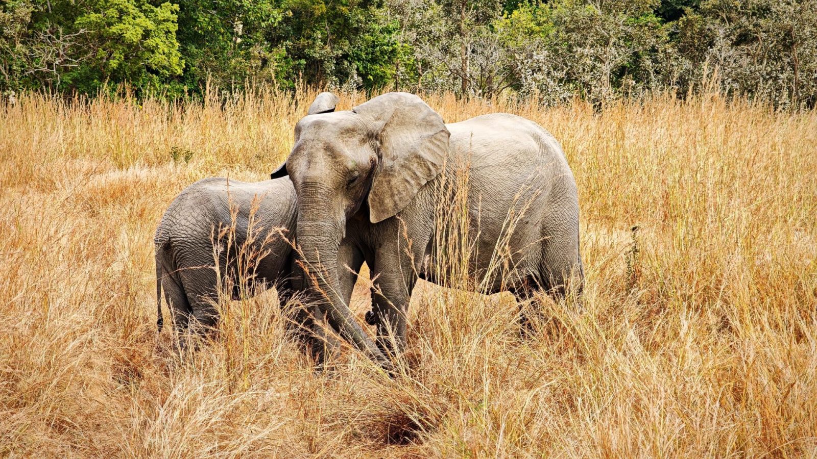An elephant and calf standing in tall golden grass at the edge of green woodland