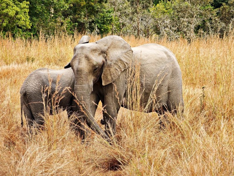 4 Day Burigi-Chato Safari