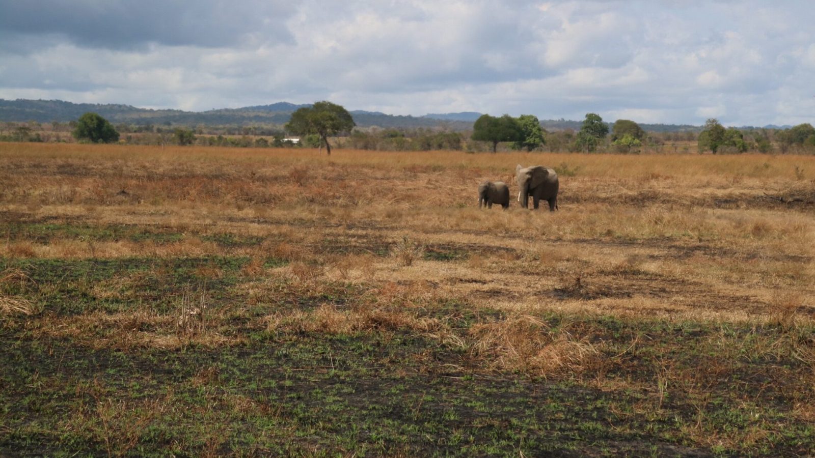 An elephant and her calf alone on a dry floodplain beneath heavy storm clouds