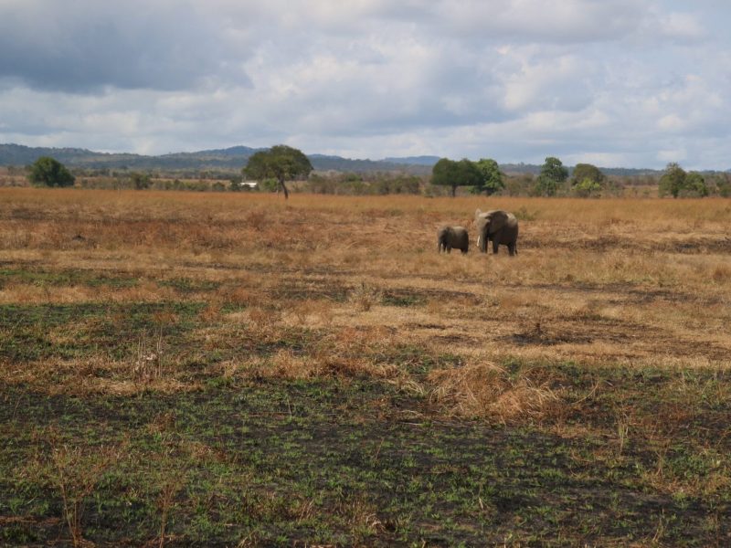 Best Time to Visit Burigi-Chato National Park