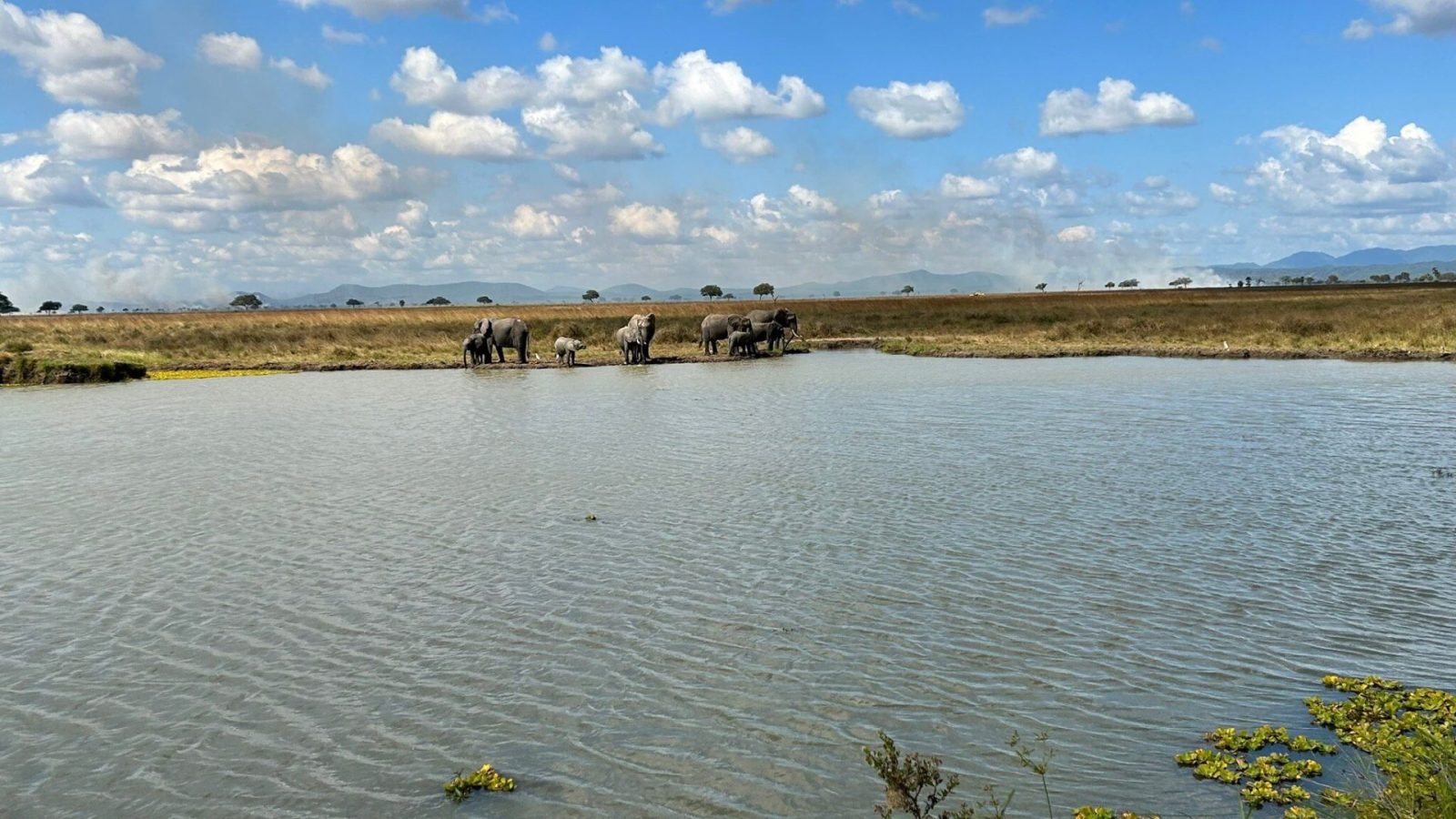 An elephant herd with several calves drinking at a waterhole