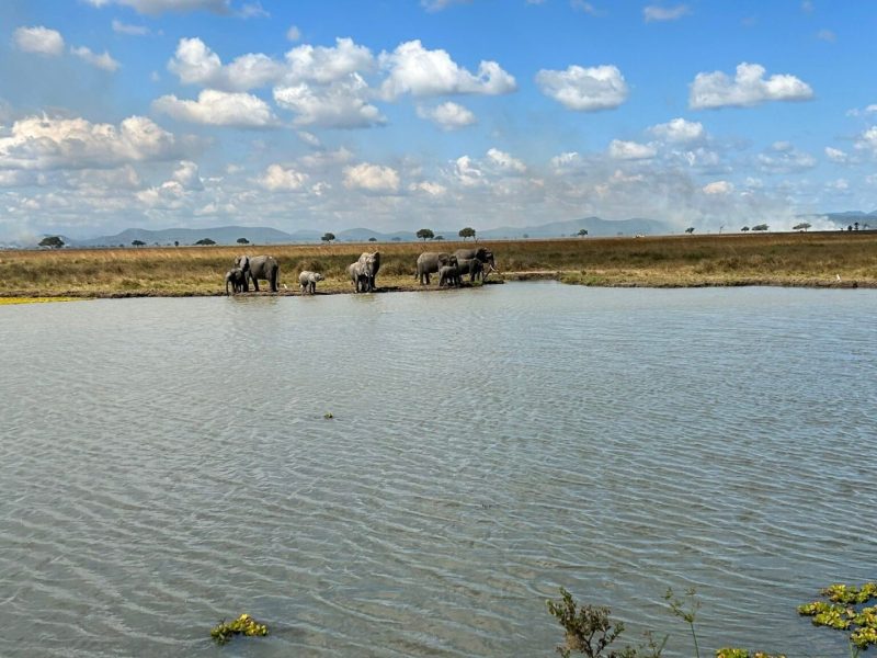 Elephant Viewing in Burigi-Chato National Park