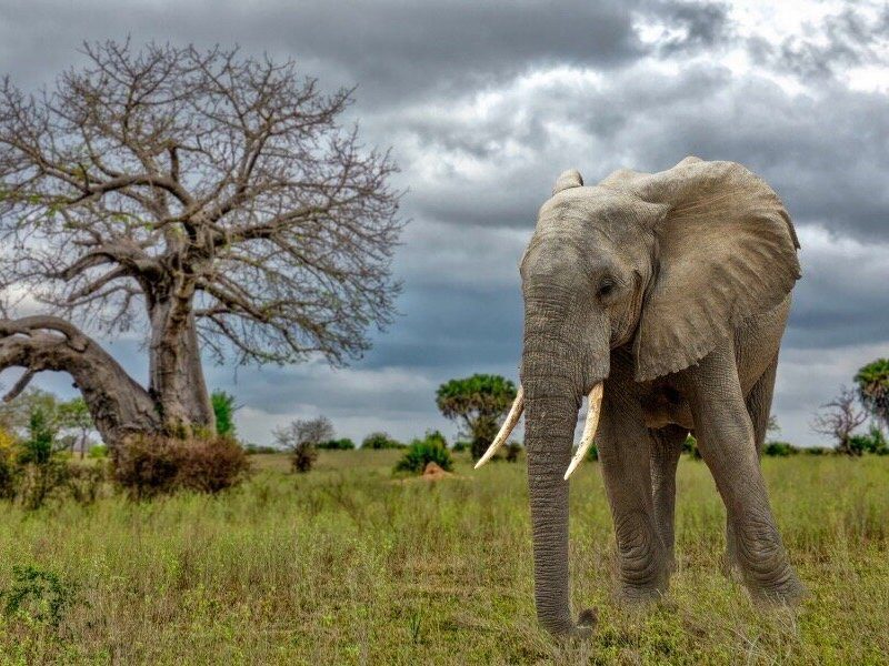 9 Day Burigi And Northern Tanzania Safari