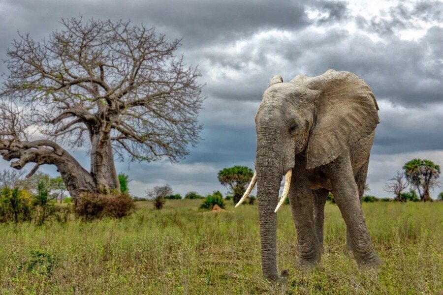 A tusked elephant walking past a bare baobab tree under heavy storm clouds