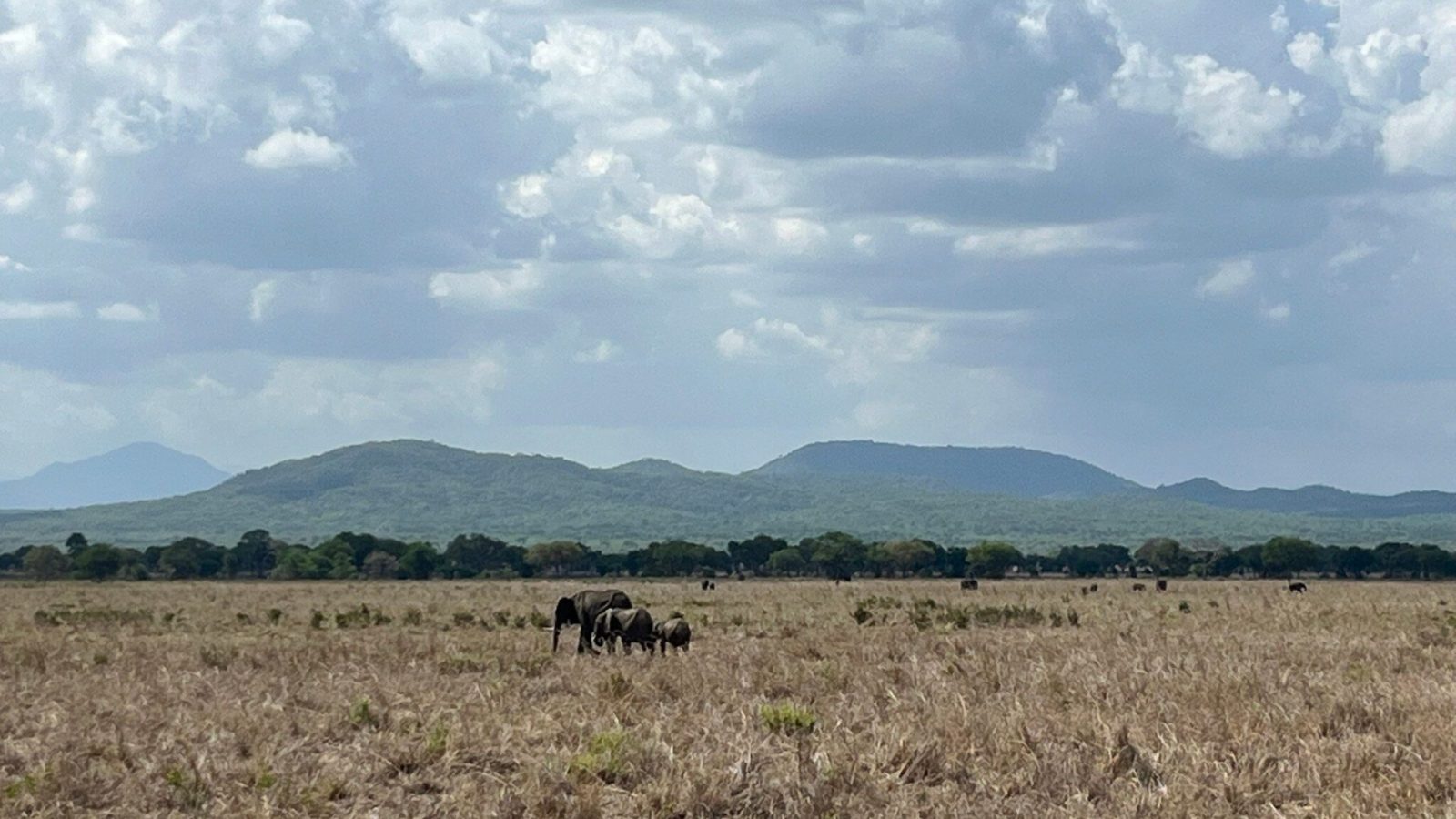 Elephants spread across a dry floodplain below a line of green hills