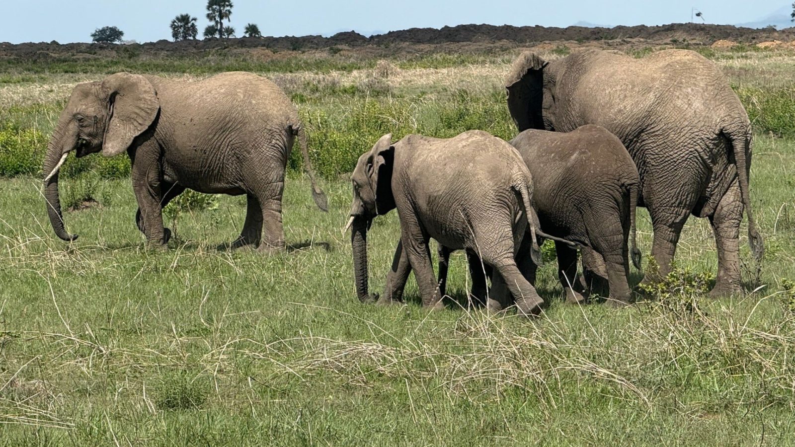 Four elephants walking in line through green floodplain grass