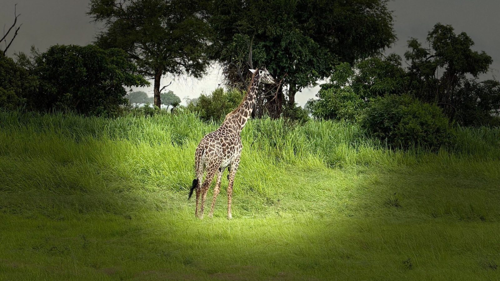 A lone giraffe browsing a tree in lush grass under a dark storm sky