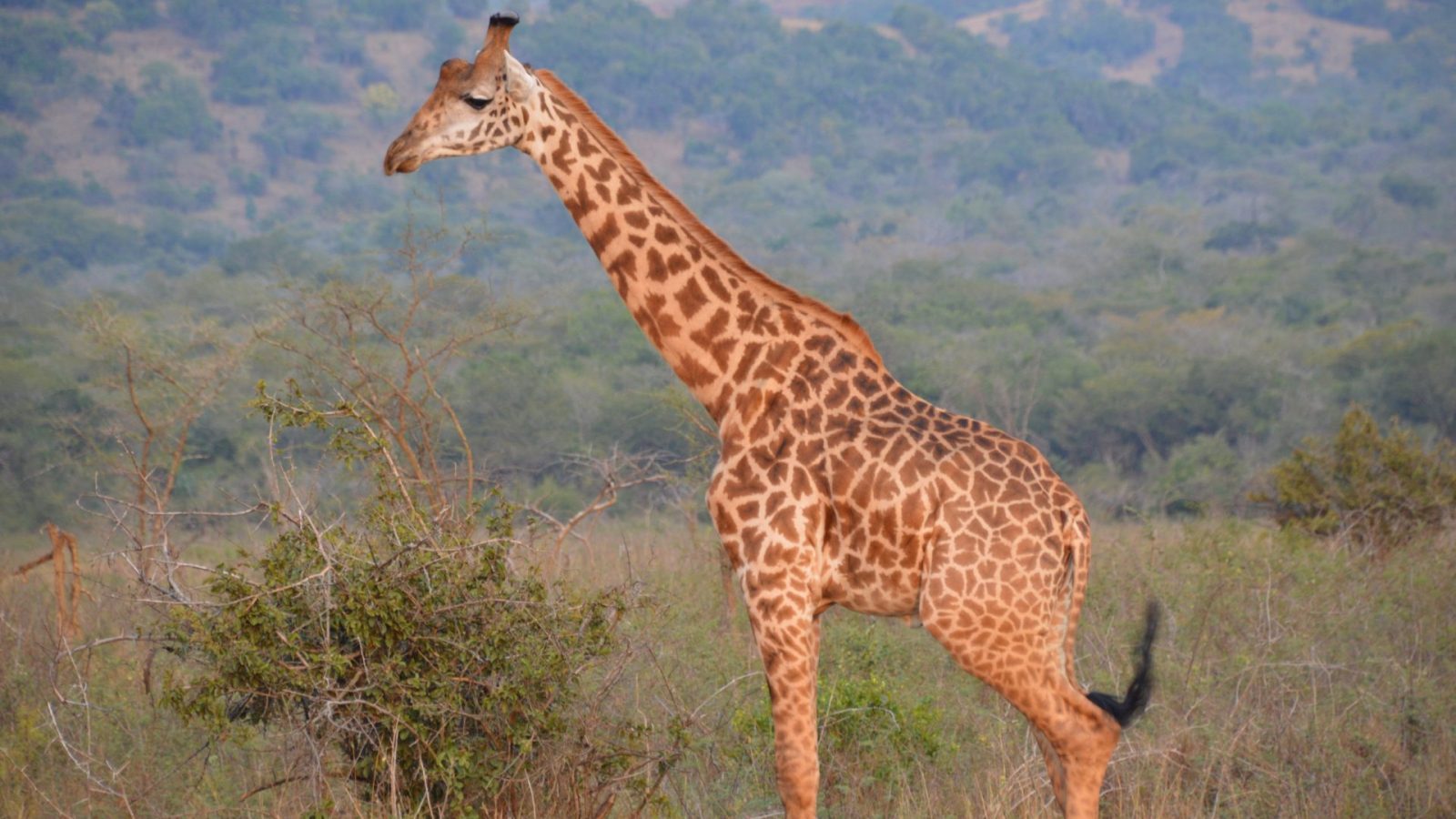 A giraffe browsing in dense wooded bushland with hills behind