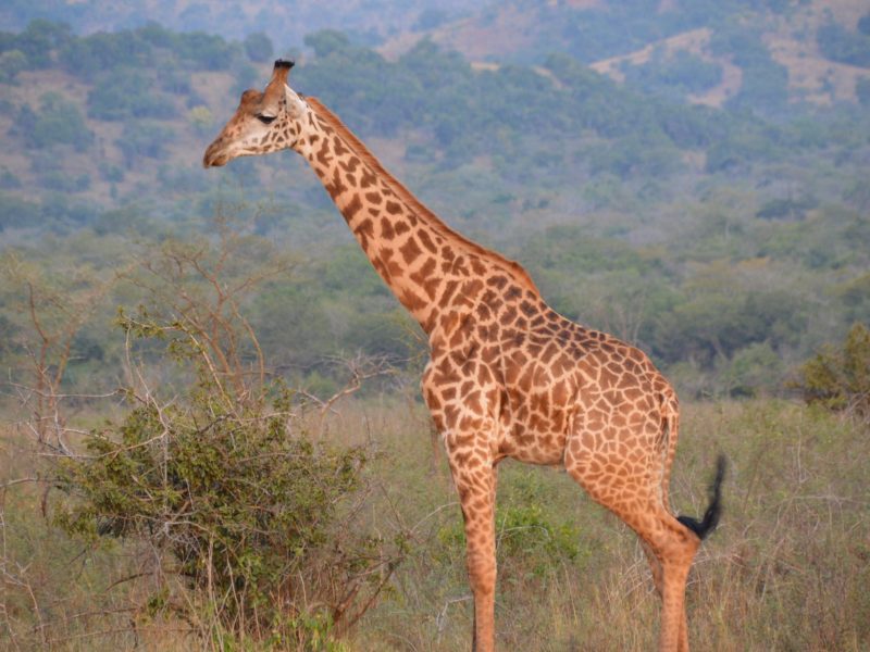 Miombo Wooded Savannah