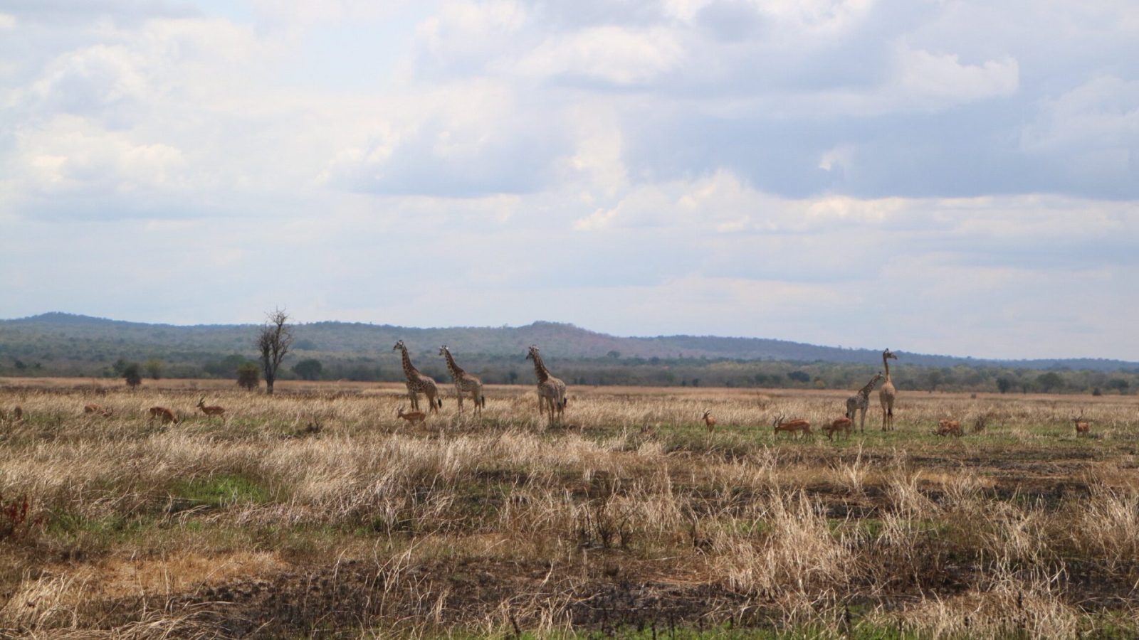 Five giraffes and a herd of impala grazing below distant hills