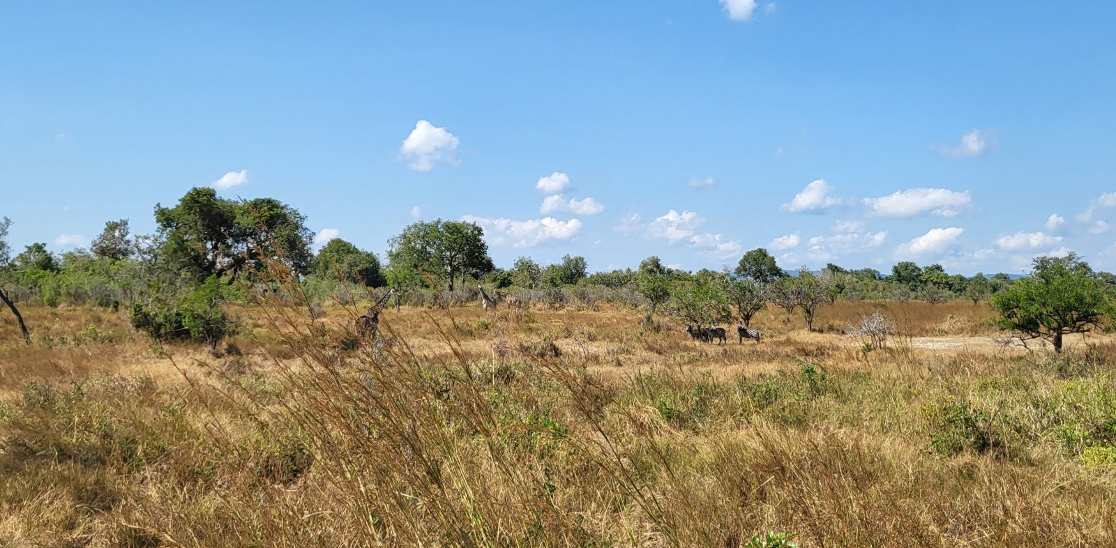 Giraffes and three zebra spread across open scrub savannah