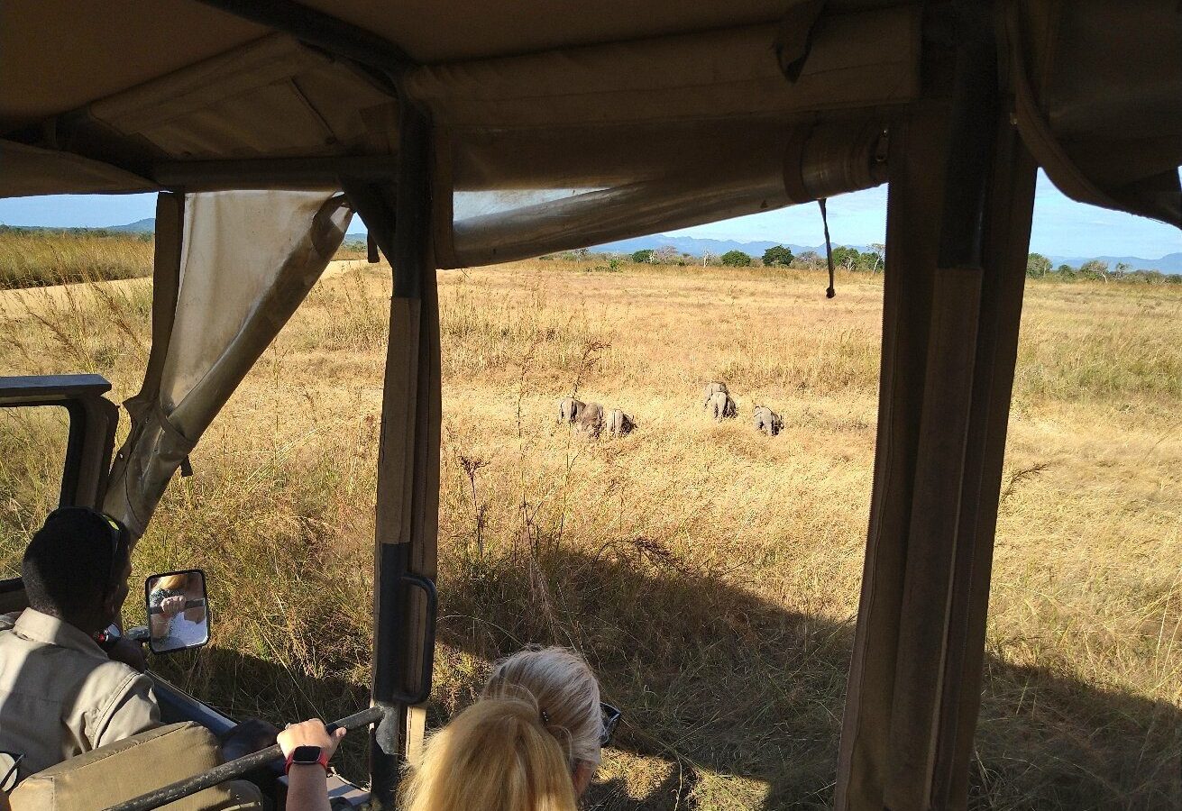 Guests in a safari vehicle watching a distant group of elephants