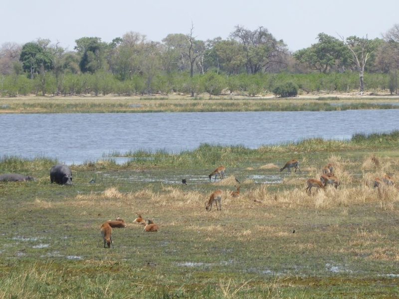 Where Can You See Sitatunga Antelopes in Burigi-Chato?