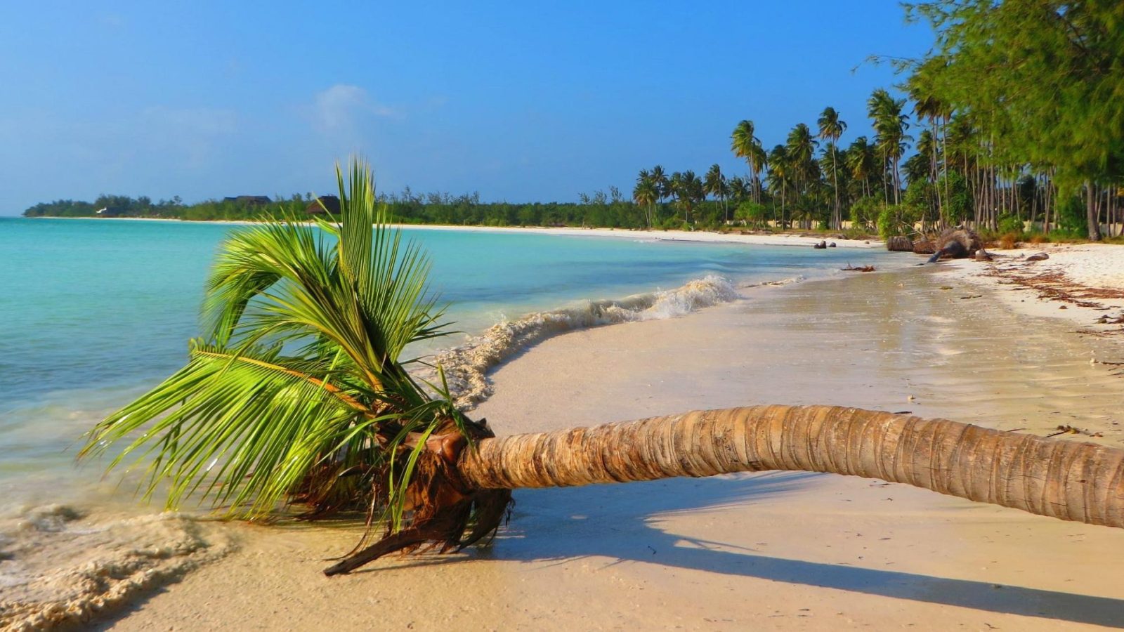 A palm leaning low over white sand and turquoise water on the Zanzibar coast