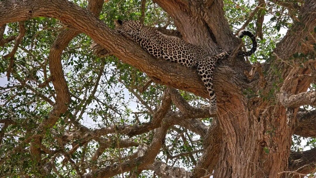 A leopard draped along a thick branch in the shade of a tree