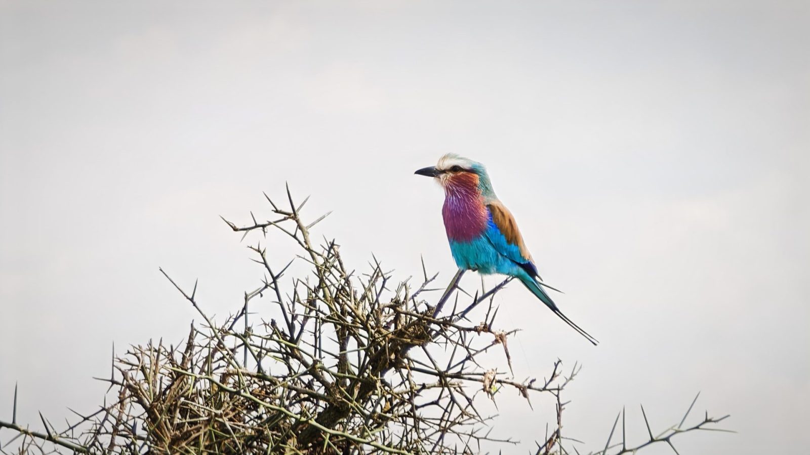 A lilac-breasted roller perched on a thorn bush against a pale sky