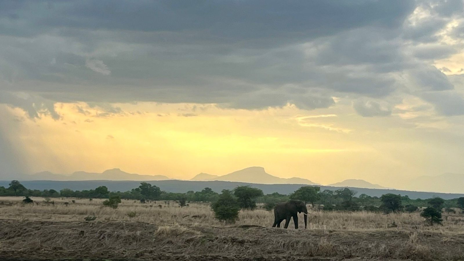 A lone elephant crossing open ground at golden sunset below distant mountains