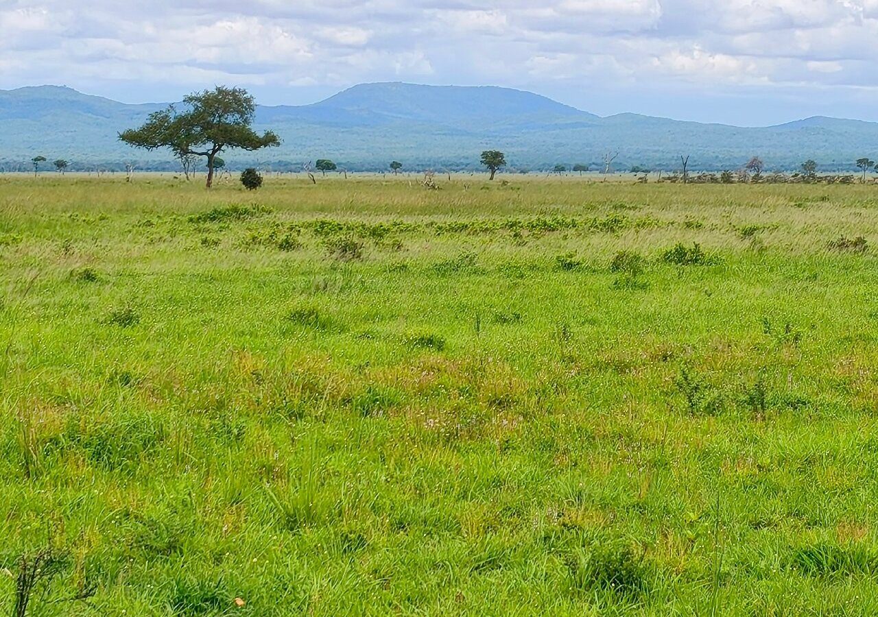 A single flat-topped tree standing on green floodplain grass below distant hills