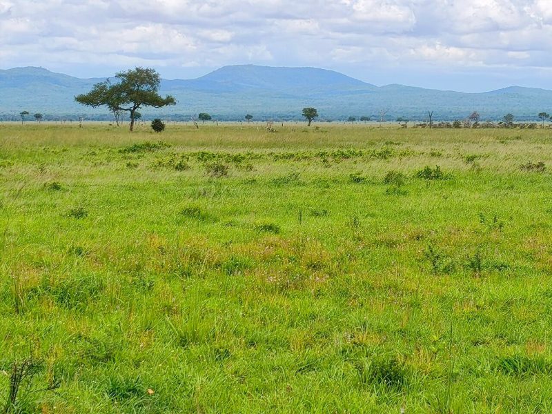 Forested Valleys & Floodplains