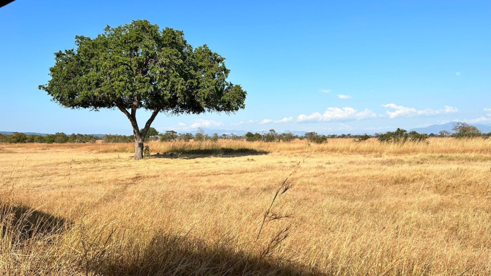 A single tree standing alone on a dry golden plain