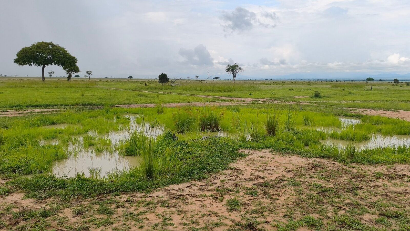 Rain pools standing beside a sandy track across bright green floodplain grass
