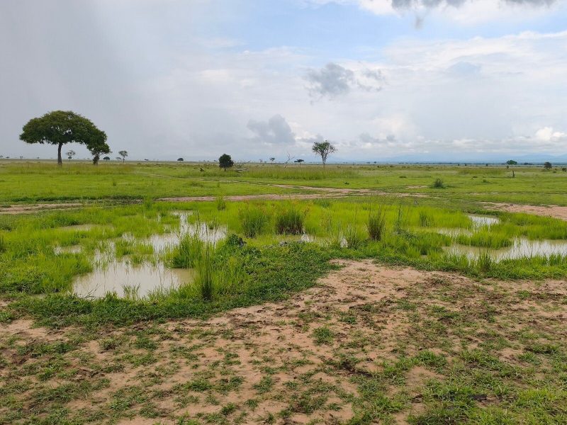 Wetland & Grassland Exploration in Burigi-Chato National Park