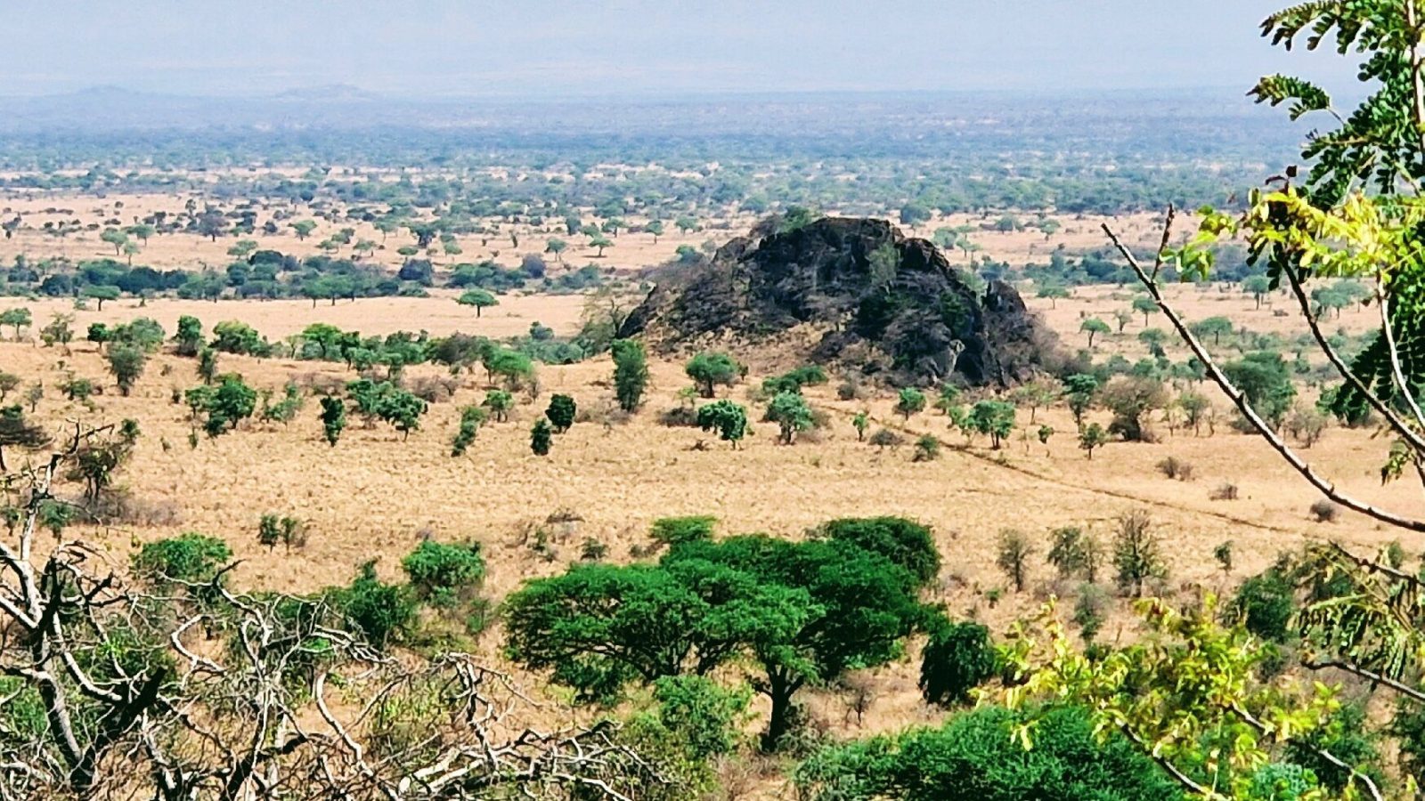 A rocky kopje rising abruptly from a flat acacia-dotted plain