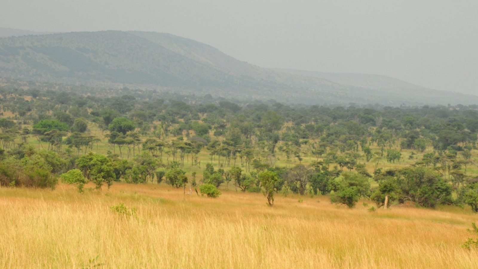 Open savannah running back to a line of rolling hills