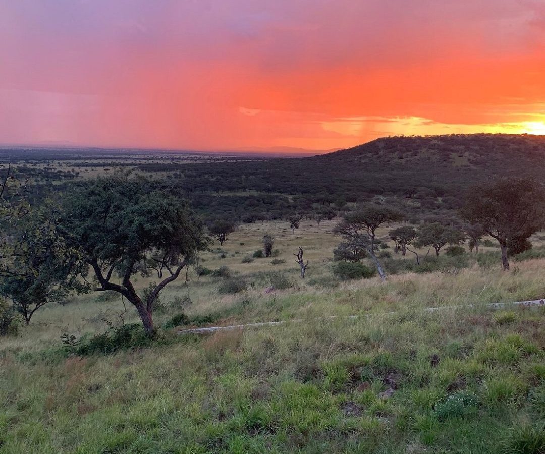 A deep orange sunset over open plains and a silhouetted acacia