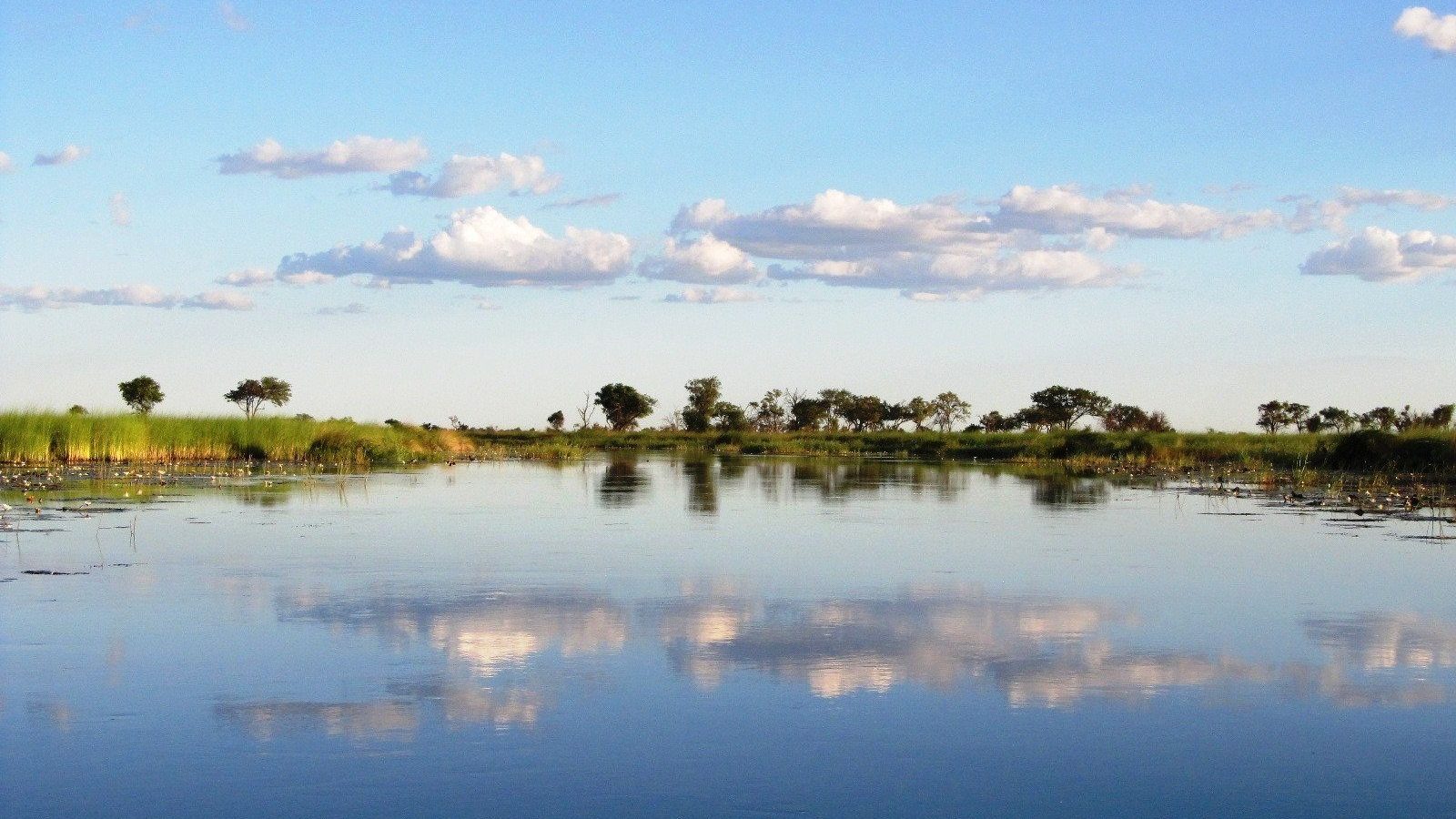 A still swamp lagoon covered in water lilies, reflecting the clouds above