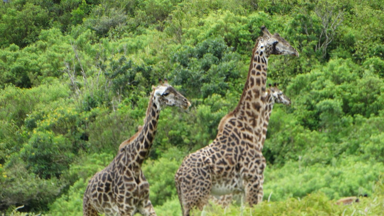 Three Masai giraffes standing on a green hillside