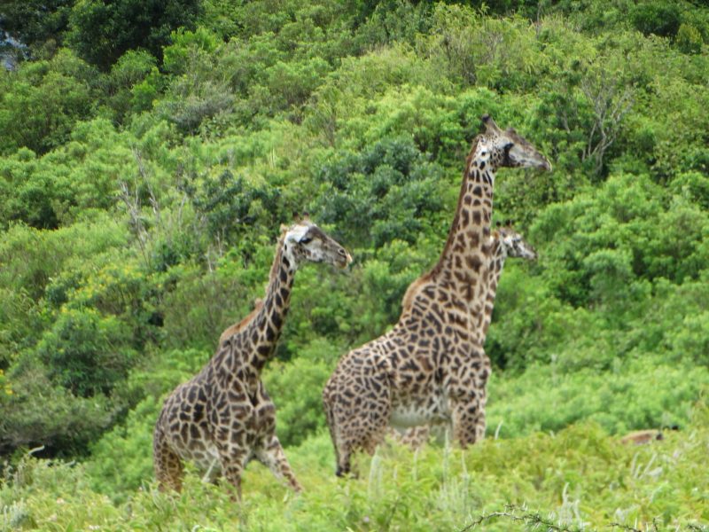 3 Day Burigi-Chato Safari