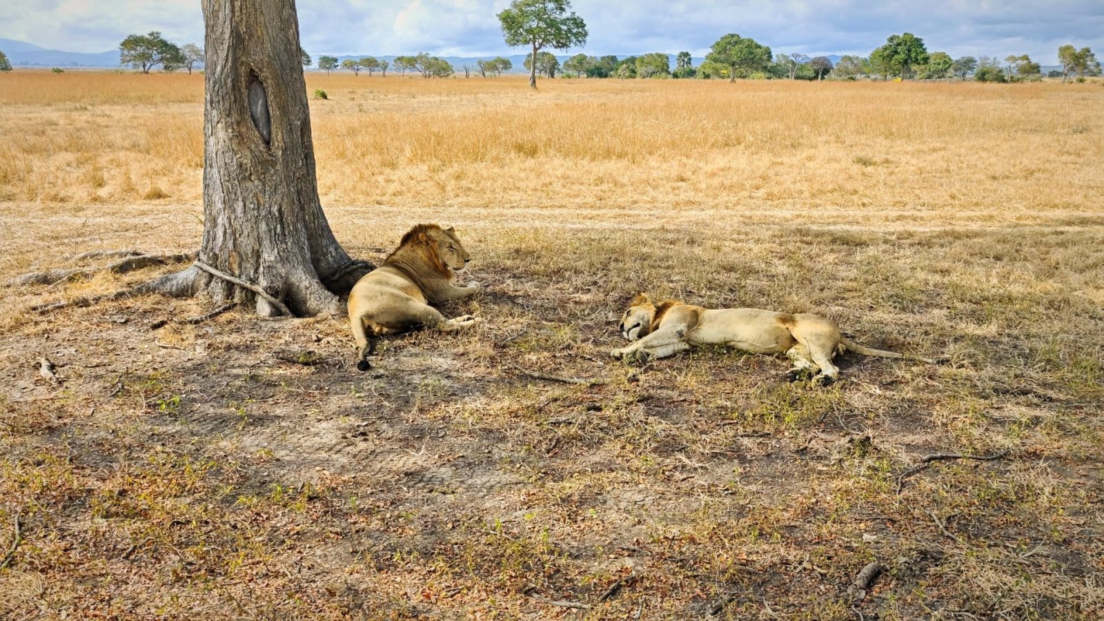 Two male lions resting in the shade of a tree on a dry golden plain
