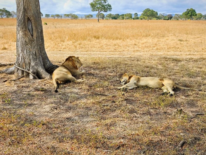 Lion & Predator Observation in Burigi-Chato National Park