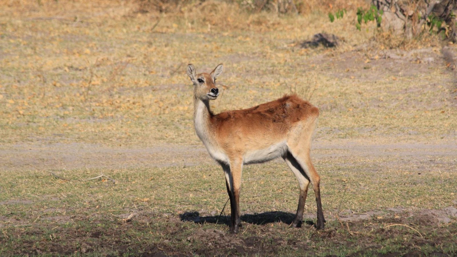 A wetland antelope standing alert on the edge of a dry floodplain