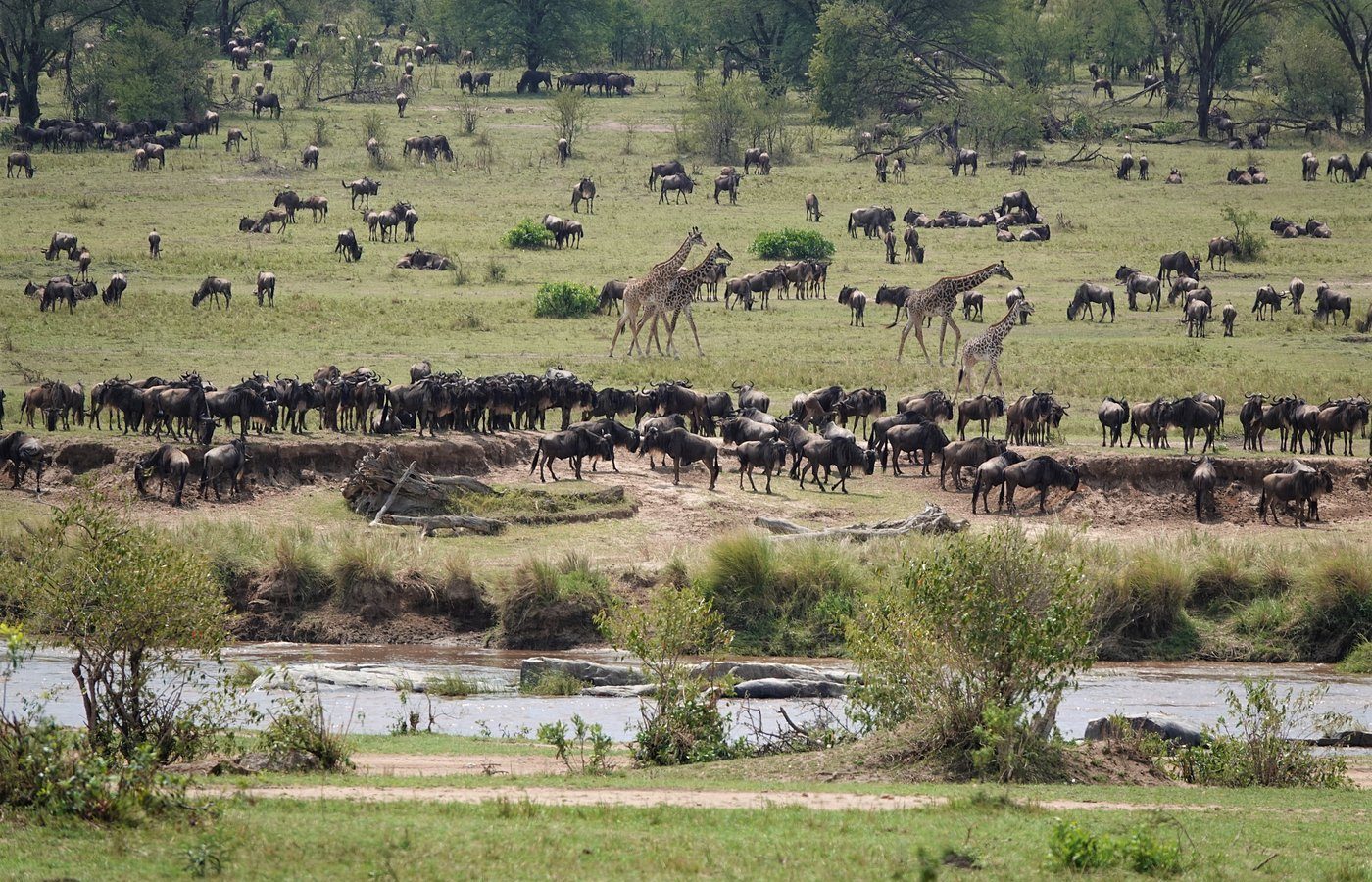 A large wildebeest herd strung out across the Serengeti plains
