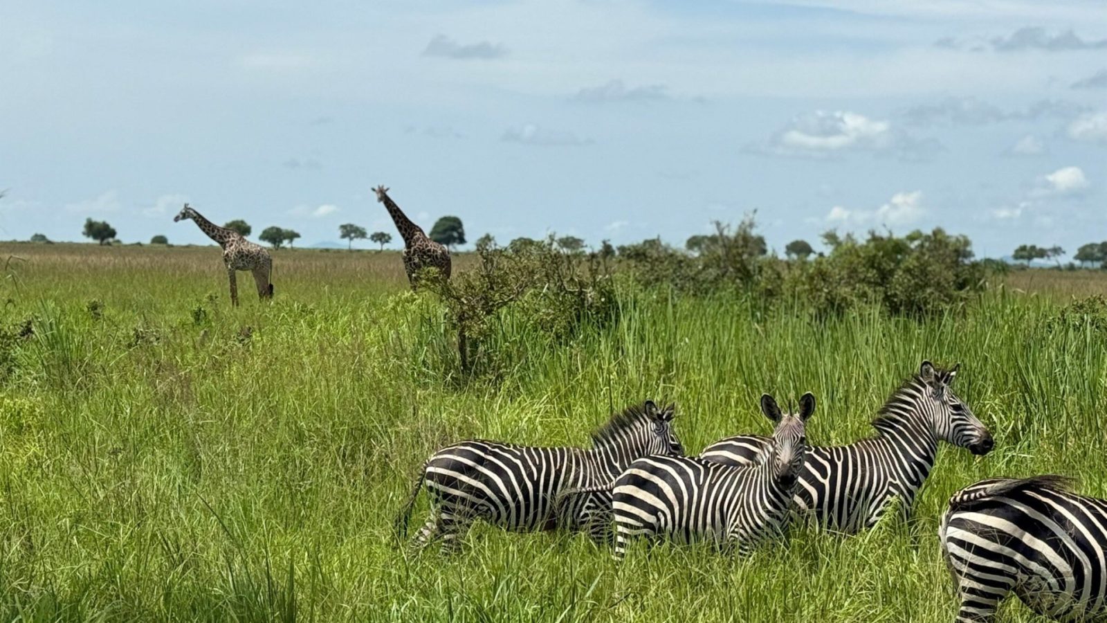 Four plains zebra grazing in tall green grass with two giraffes on the horizon