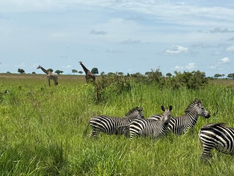 Giraffe & Zebra Plains in Burigi-Chato National Park